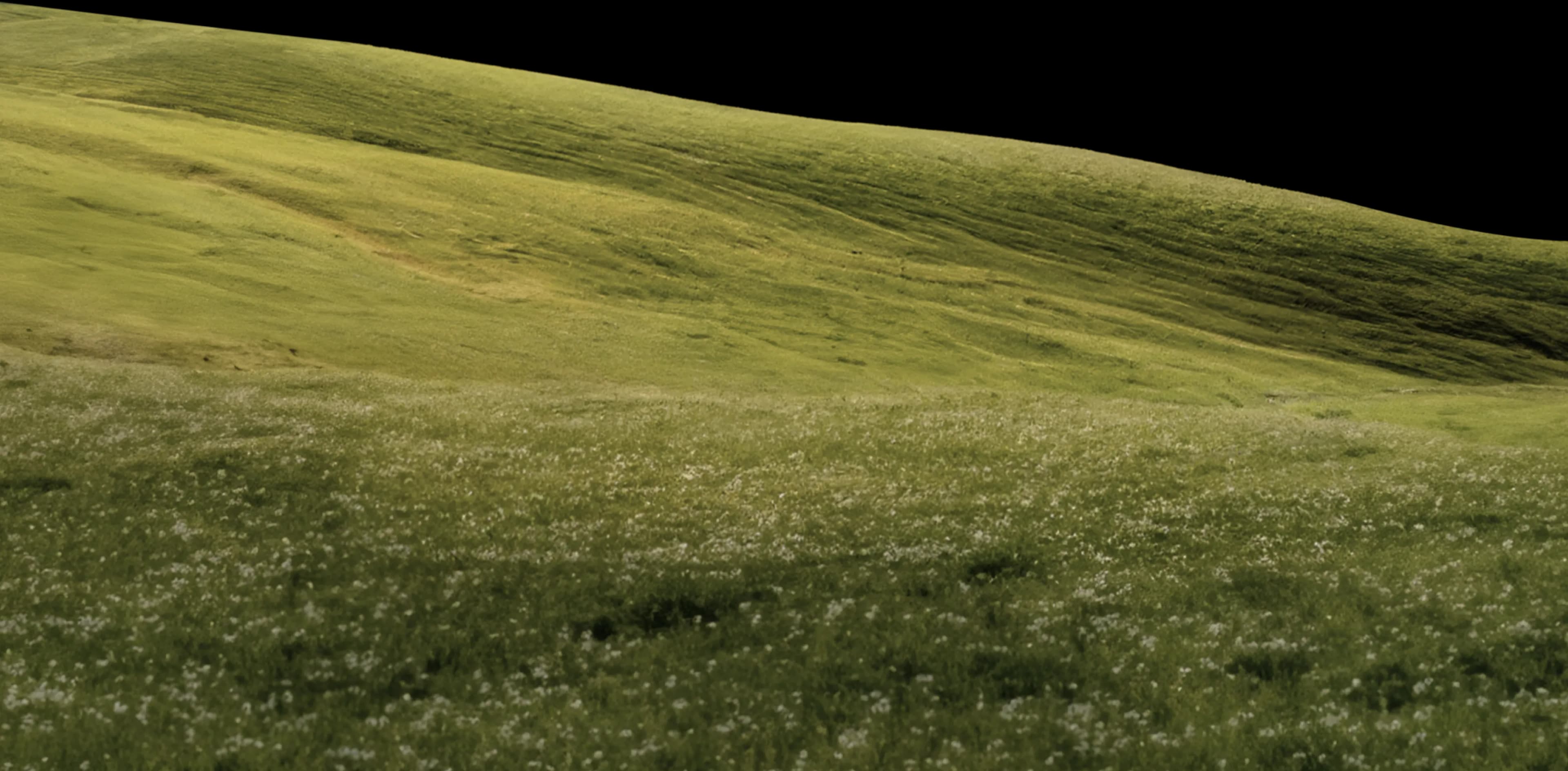Mountain Meadow